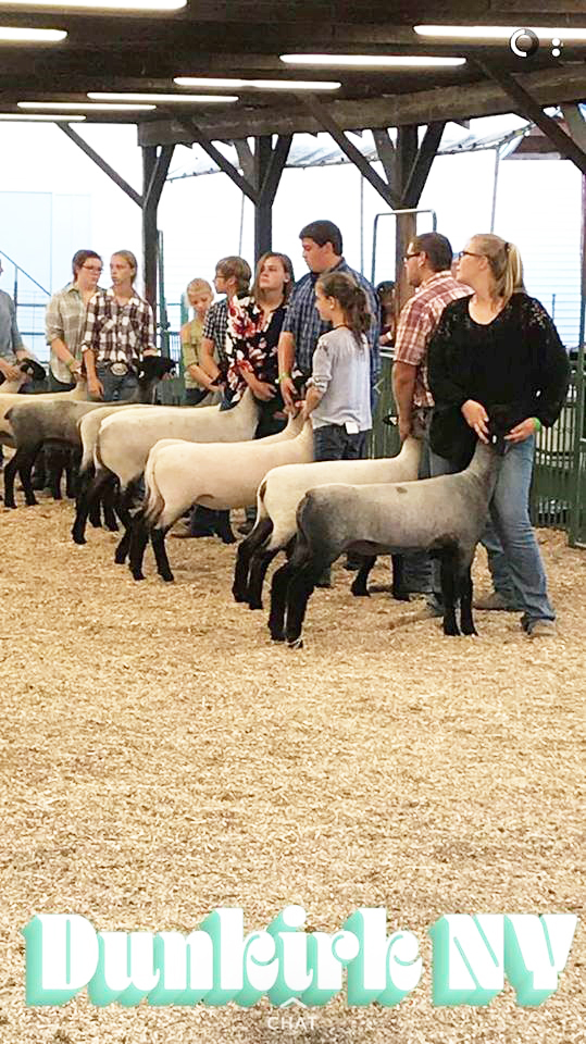 Sheep Show Stack 4-H Sheep Show a success at the fair | News, Sports, Jobs - Observer Today